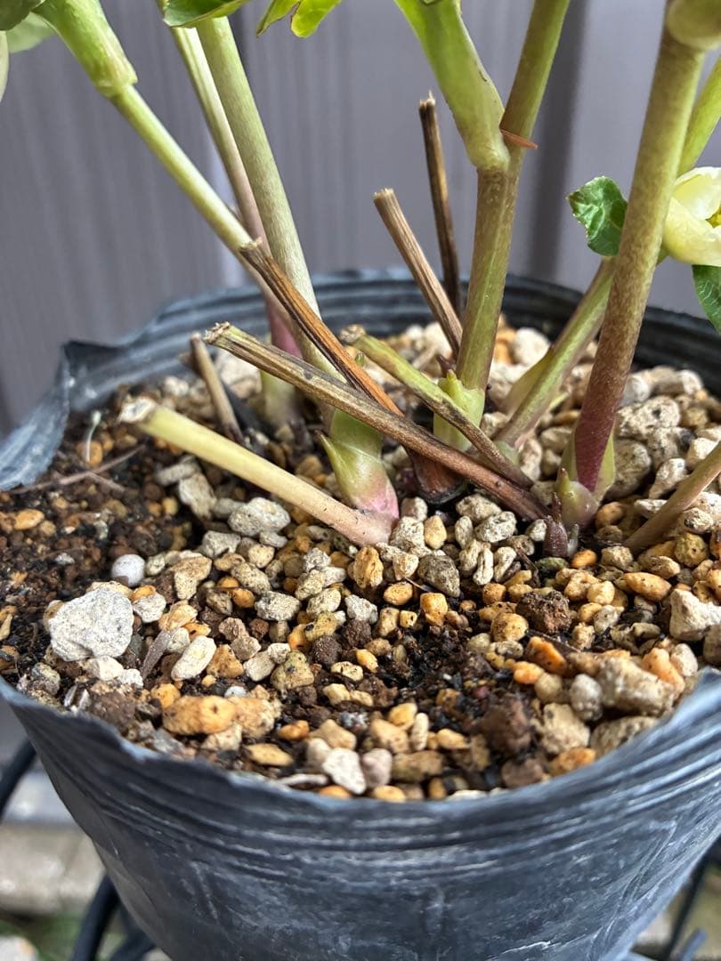 ♡開花中♡DD多弁ホワイト整形花　横向き充実株