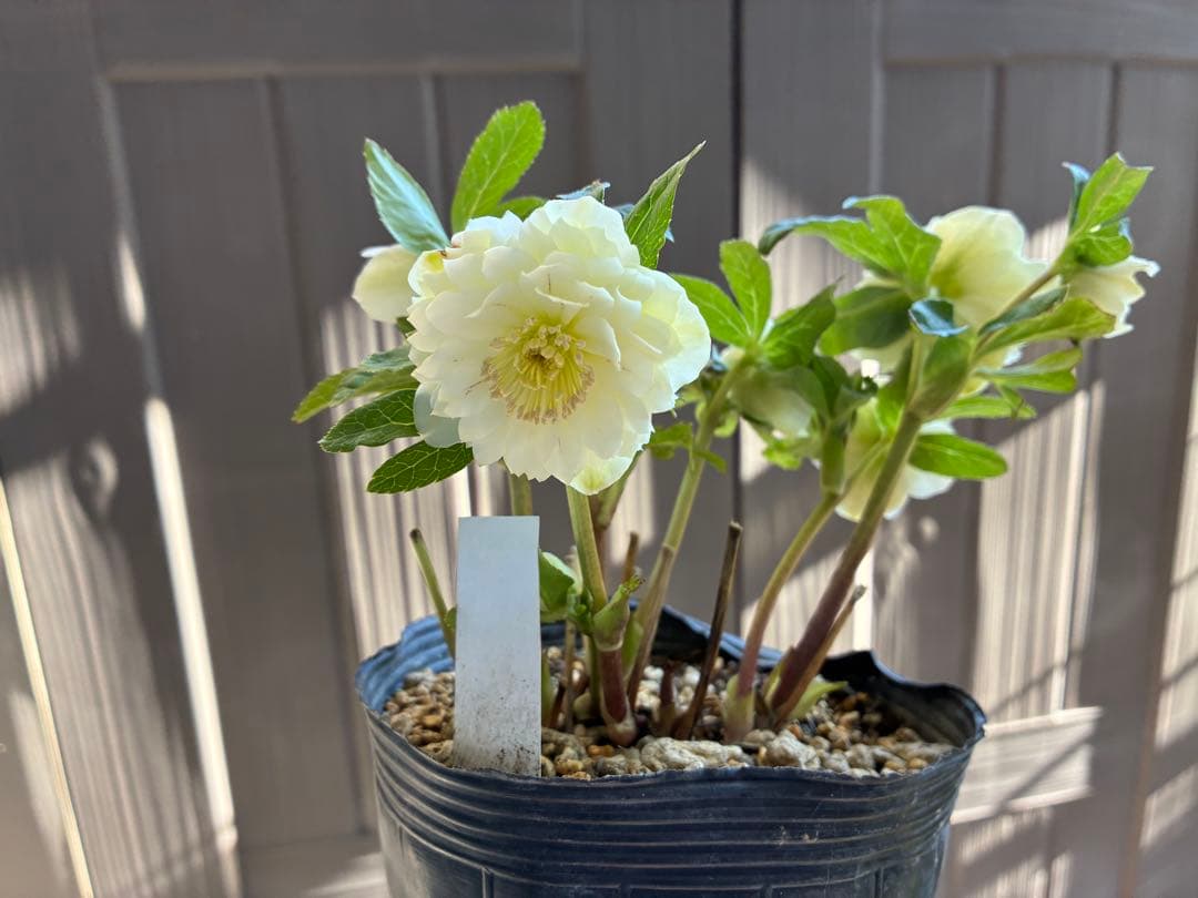 ♡開花中♡DD多弁ホワイト整形花　横向き充実株