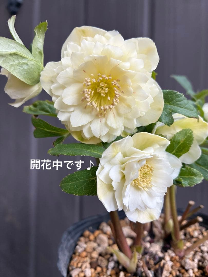 ♡開花中♡DD多弁ホワイト整形花　横向き充実株