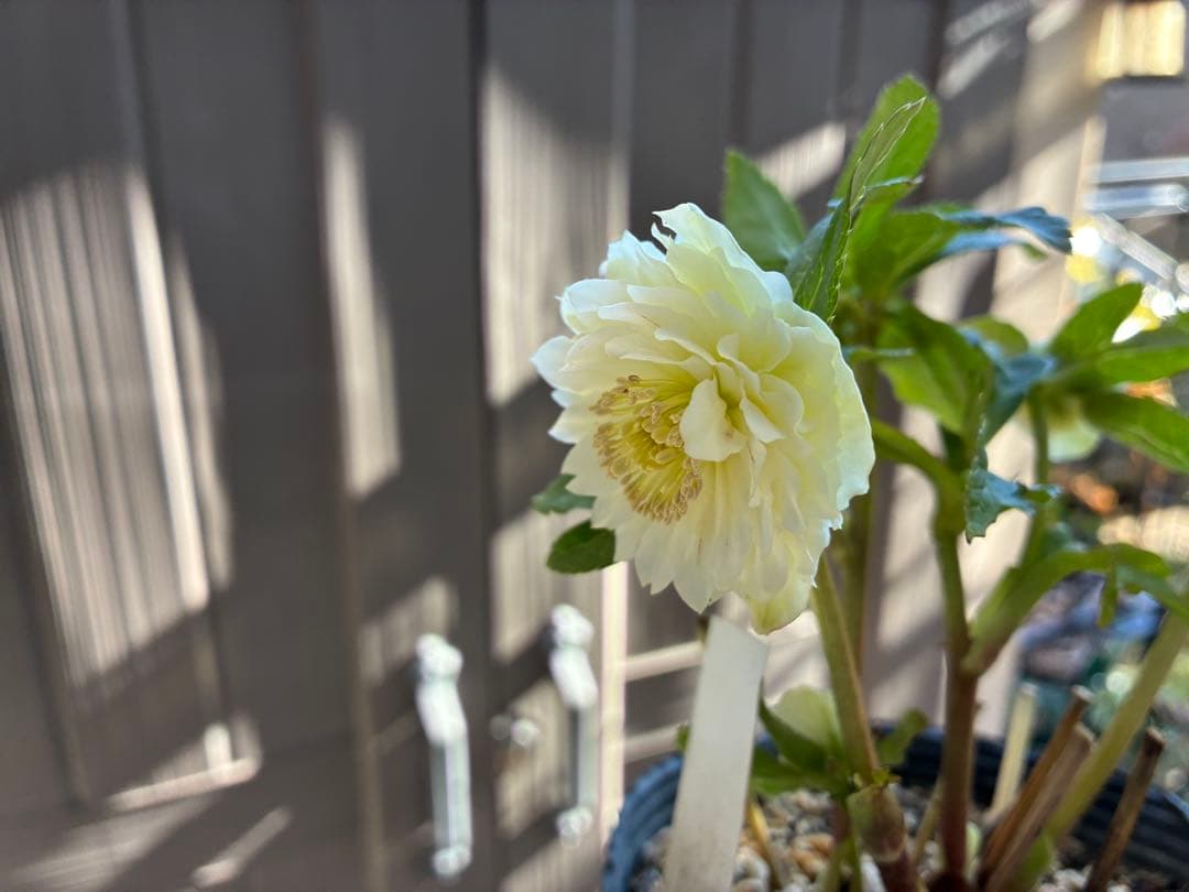 ♡開花中♡DD多弁ホワイト整形花　横向き充実株