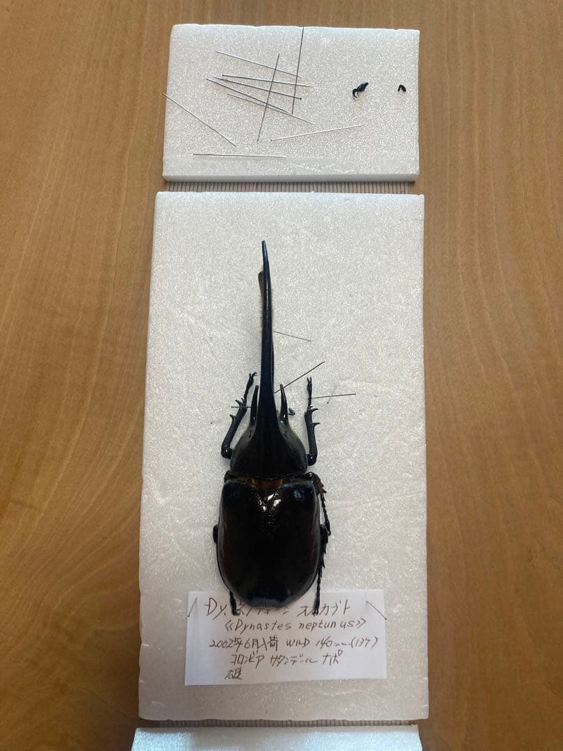 ネプチューンオオカブト♂野外品標本 - メルカリ