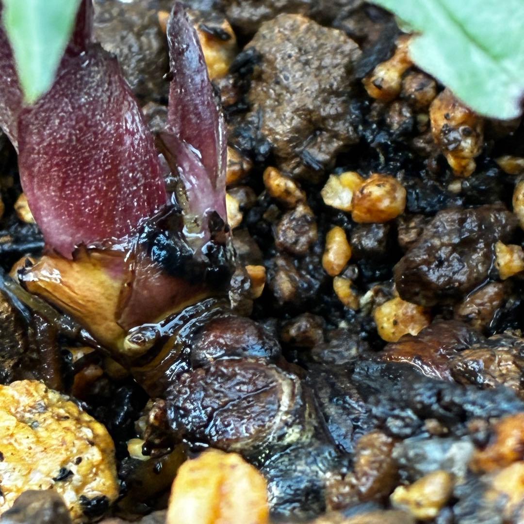 o*r様 527☘️蕾花タグ付☘️超レア☘️BELCHERI⭐️PINK ICE