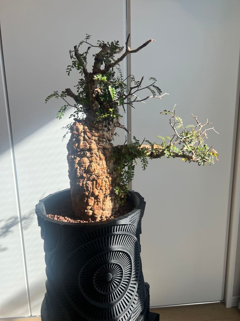 オペルクリカリア・パキプス　 現地発根株　 発根済み