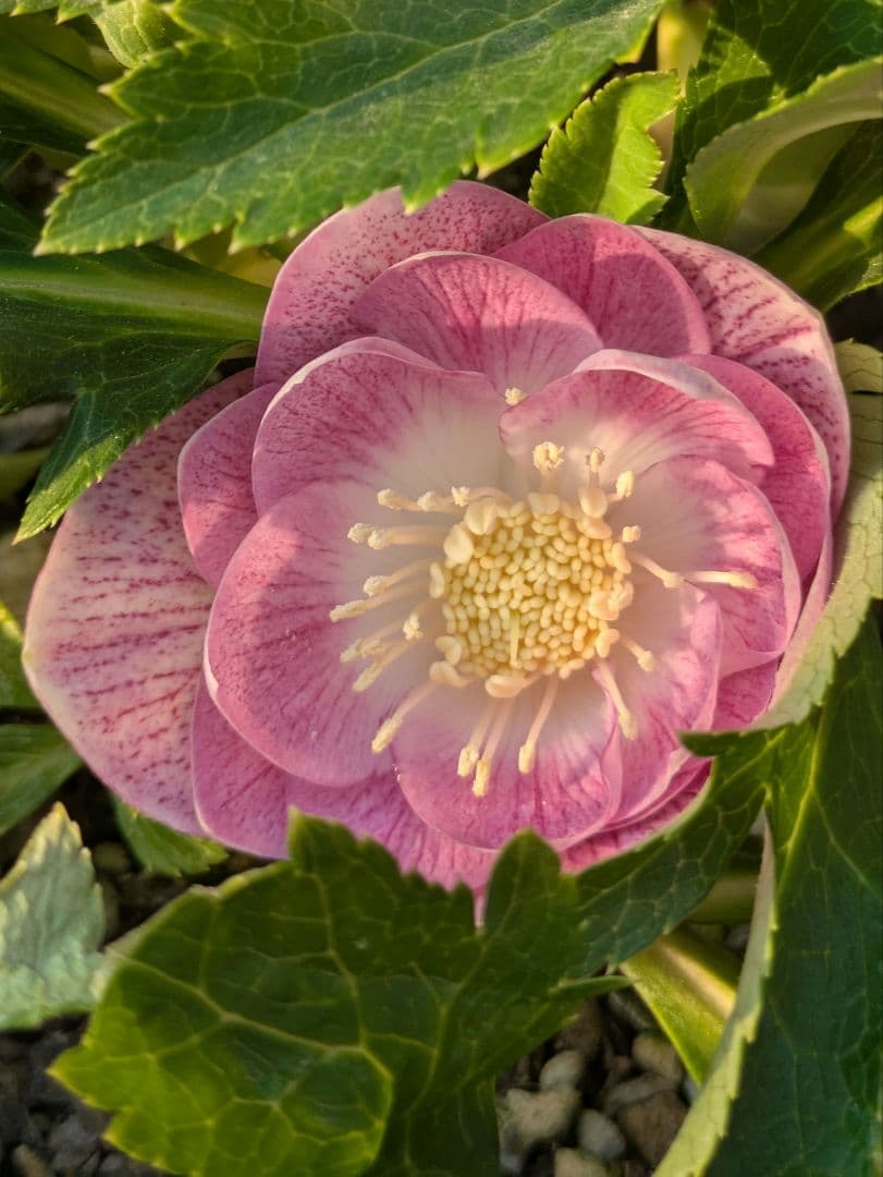 広瀬園芸 クリスマスローズ オーレア系ピンクグラデーション DDリバーシブル