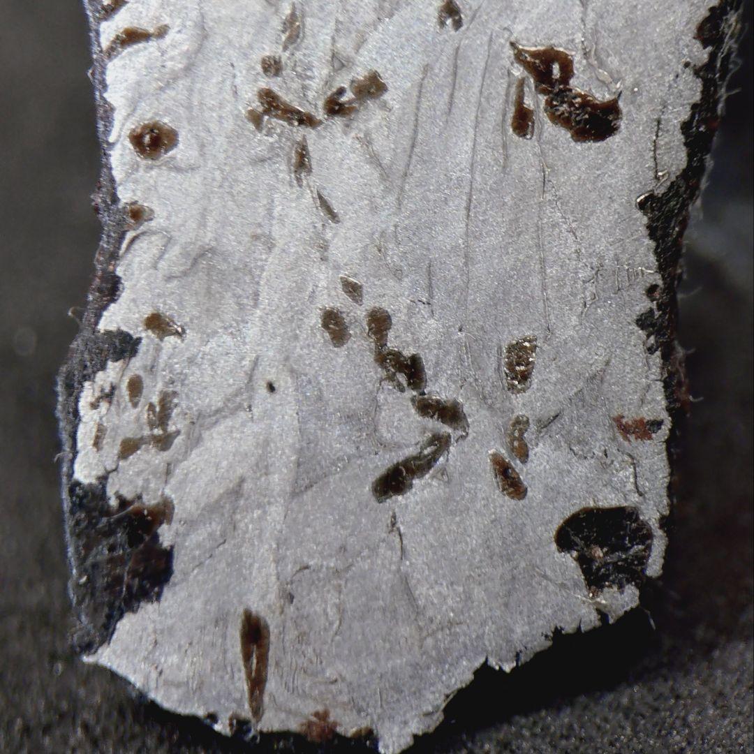 ギベオン隕石　(スライス)　8.8g