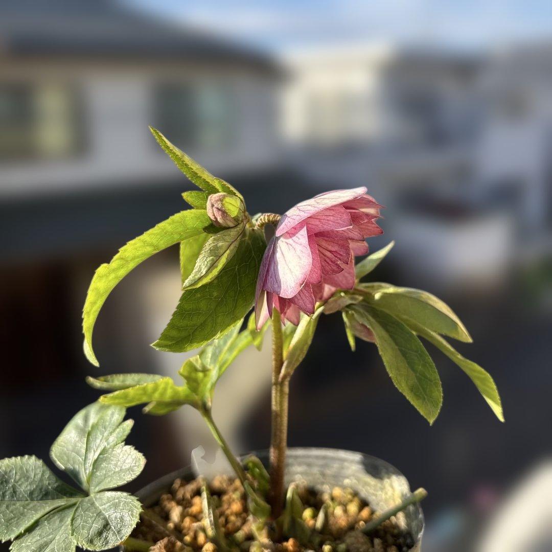 いろは交配 dd 大木ナーサリー クリスマスローズ タグ付き 現品 開花株