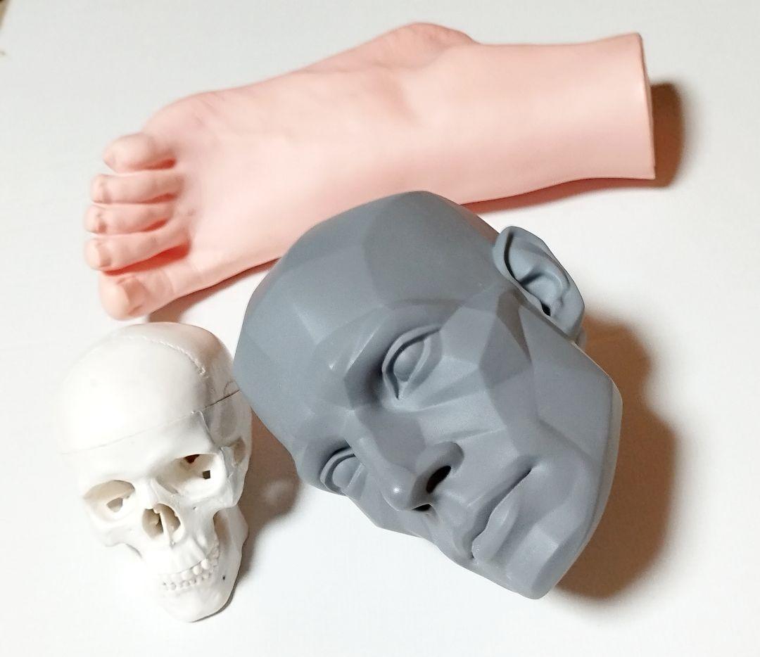 人体模型セット 頭部・足部・頭蓋骨