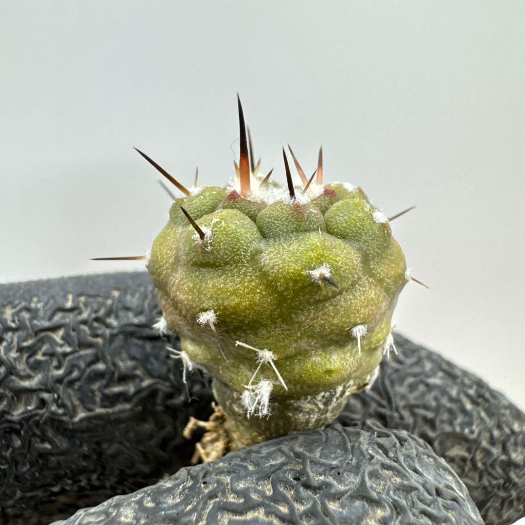 コピアポア シネレア 黒王丸 実生 ② - メルカリ