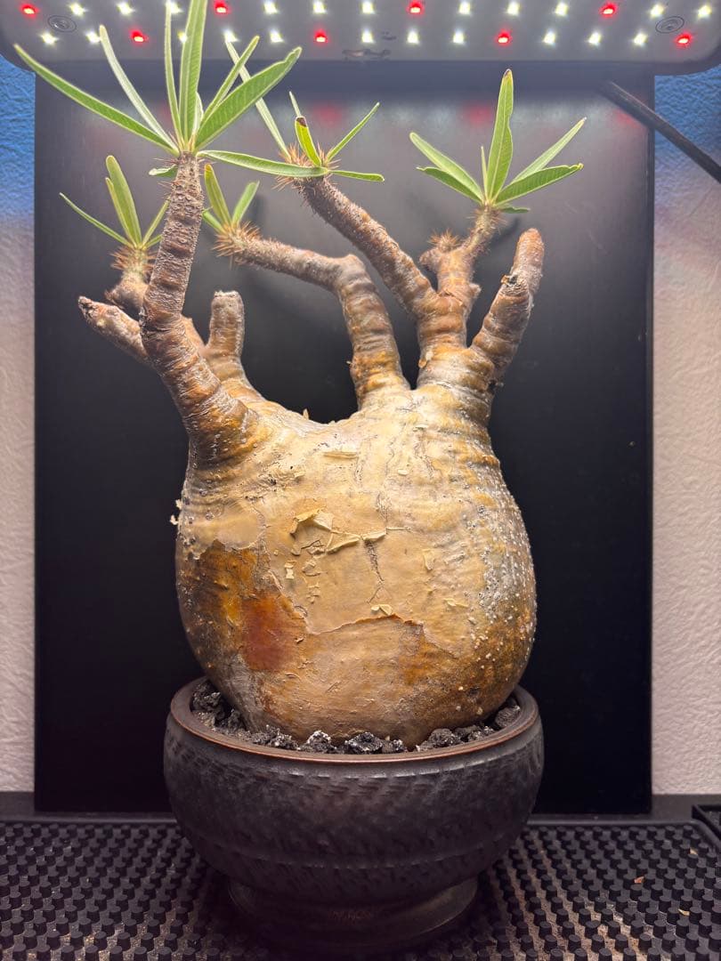 新春セール【グラキリス】塊根！レア！手のひら型、蟹型