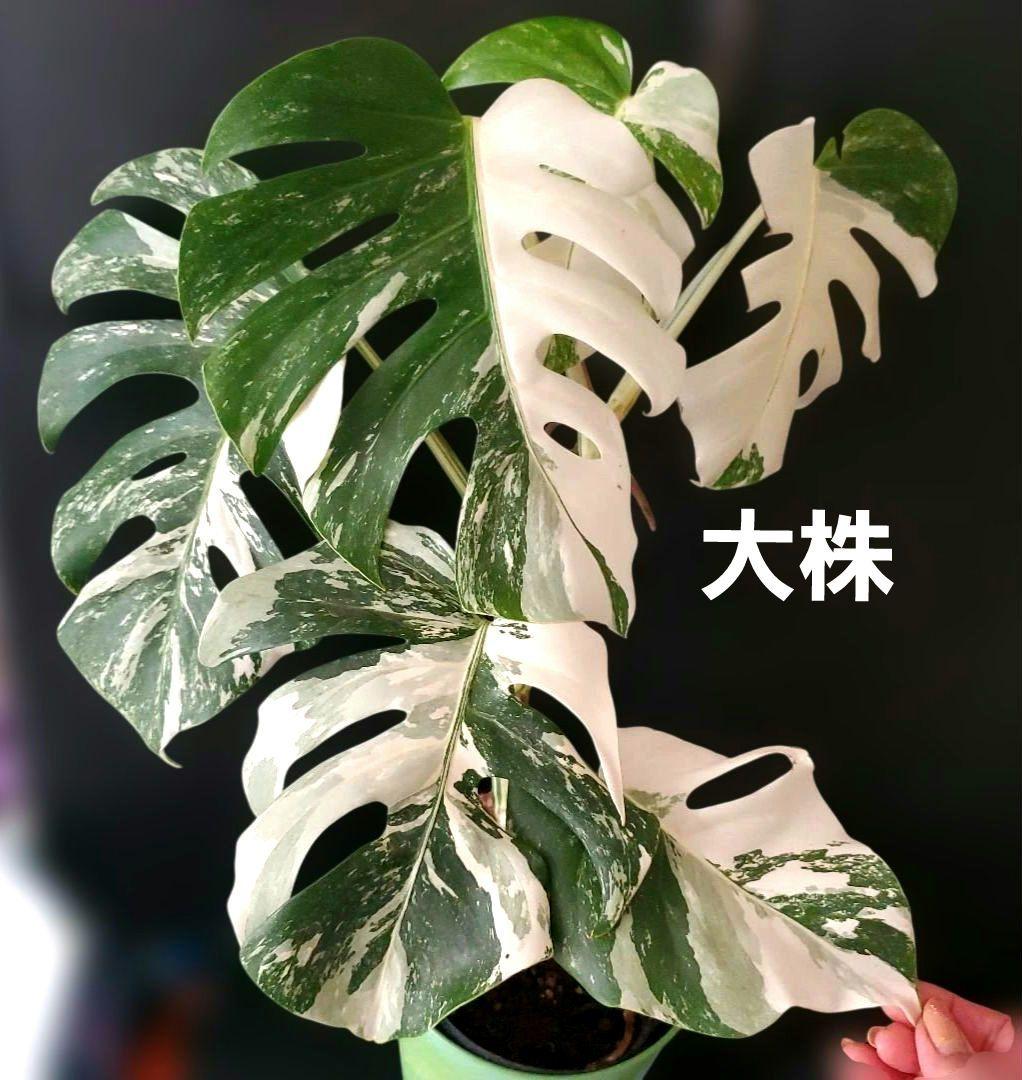 最高級大株　斑入りモンステラ　ボルシギアナ　ホワイトタイガー　ハーフムーン美株