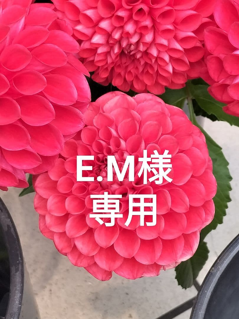 E.M　コリラックマ　いちごないちにち　お薬手帳ケース おまけお薬手帳付き