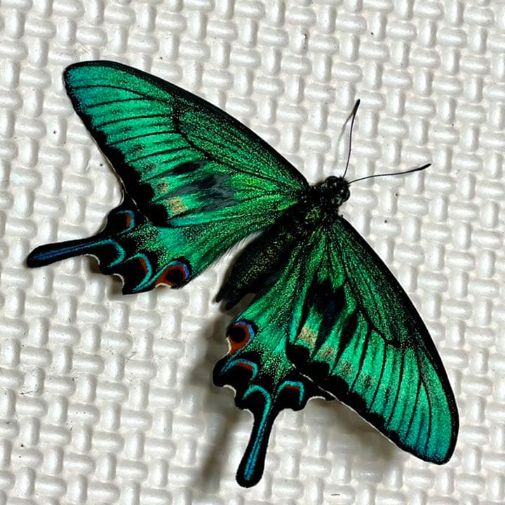 蝶標本 極美麗ミヤマカラスアゲハ♂春型飼育品 三角紙標本 羽化したて