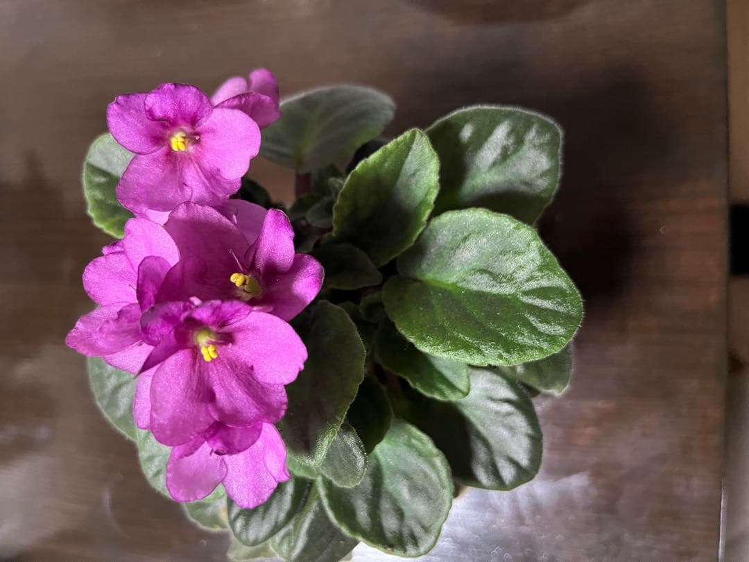 スロ　デリ　ihsarasara