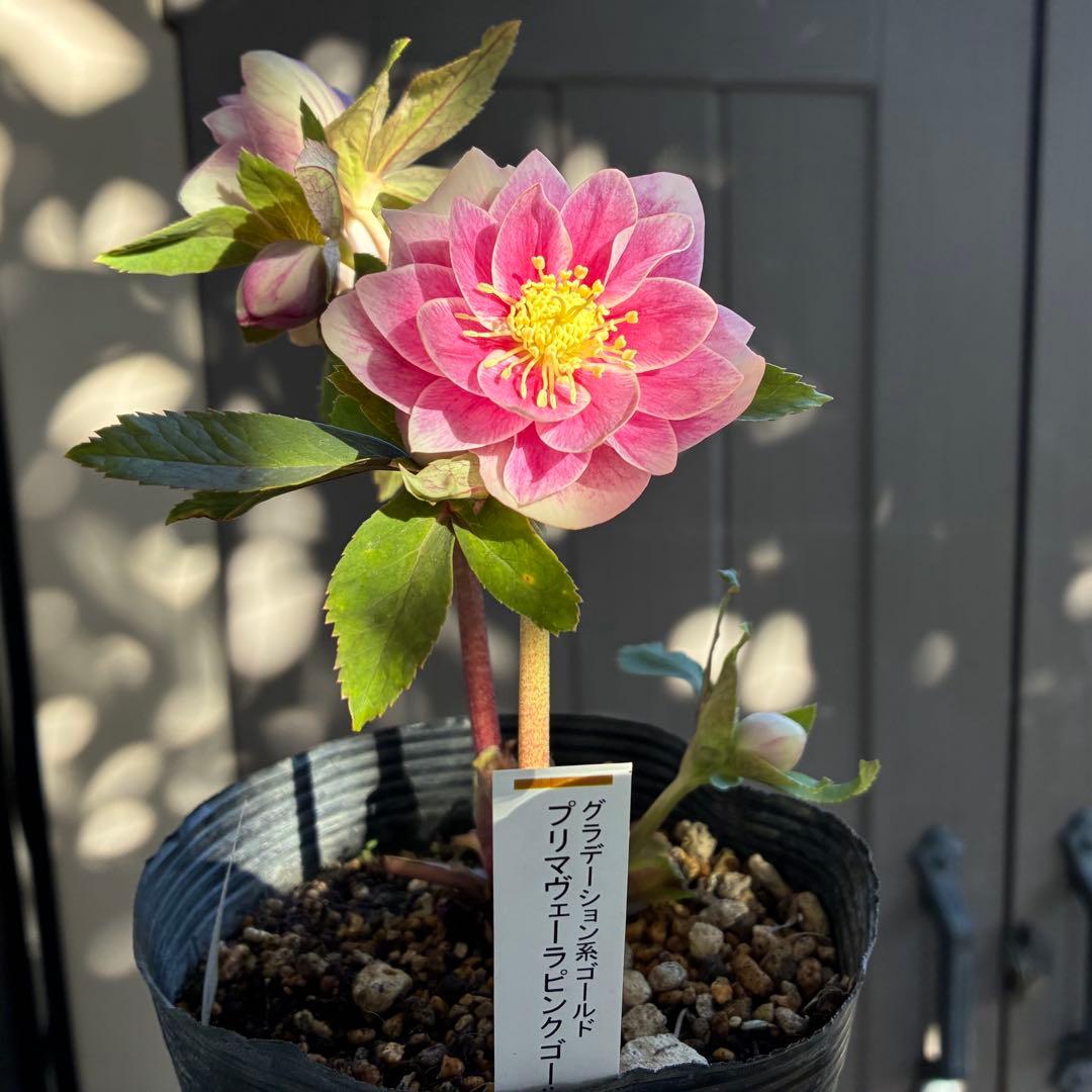 ♡認定♡プリマヴェーラピンクゴールド　開花中