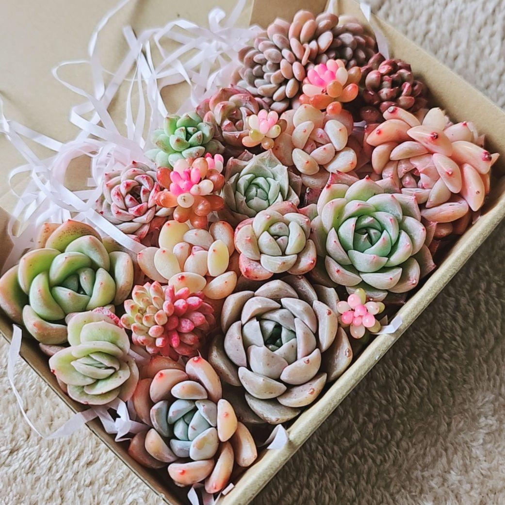 多肉植物 寄せ植えセット カット苗セット - メルカリ