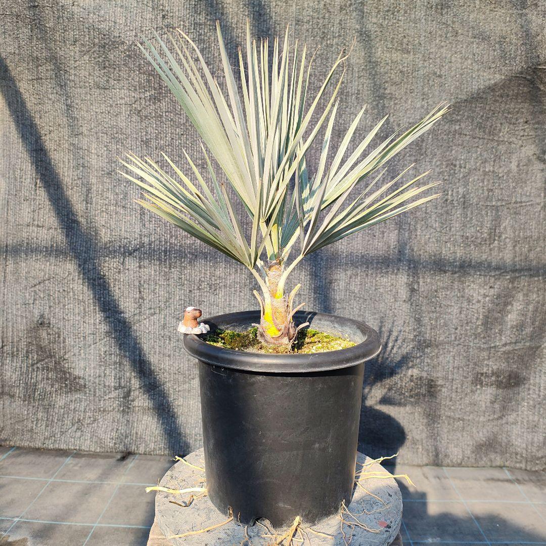 ブラヘア　アルマータ