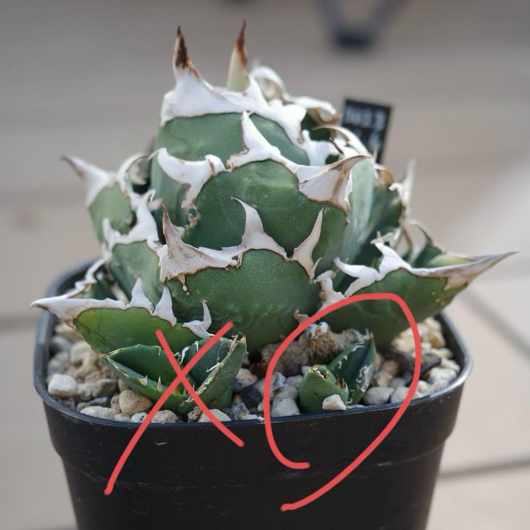 未根済 子株② アガベ COK コック cok-cg01 追星 検）大白鯊 悪魔