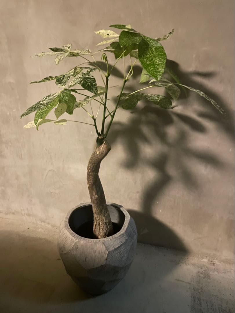 パキラ 観葉植物 曲がった茎