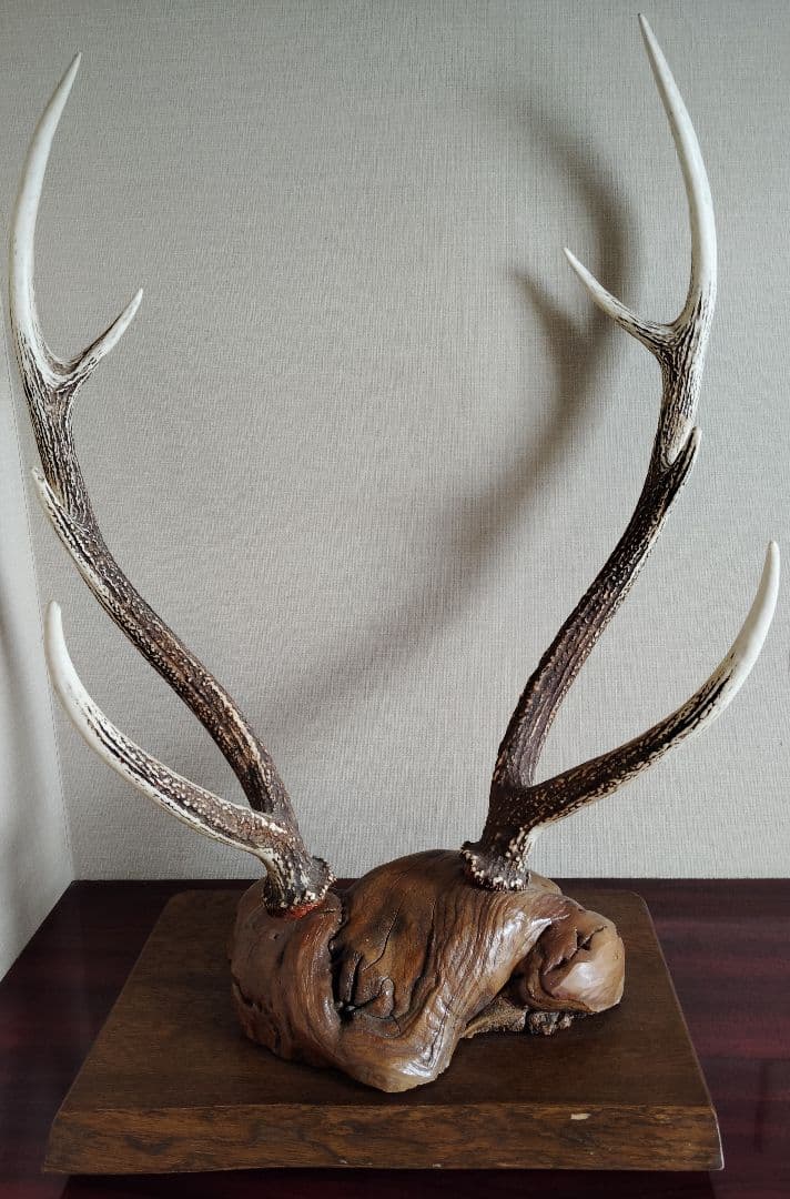 エゾシカ 刀掛け 蝦夷鹿 角 - メルカリ
