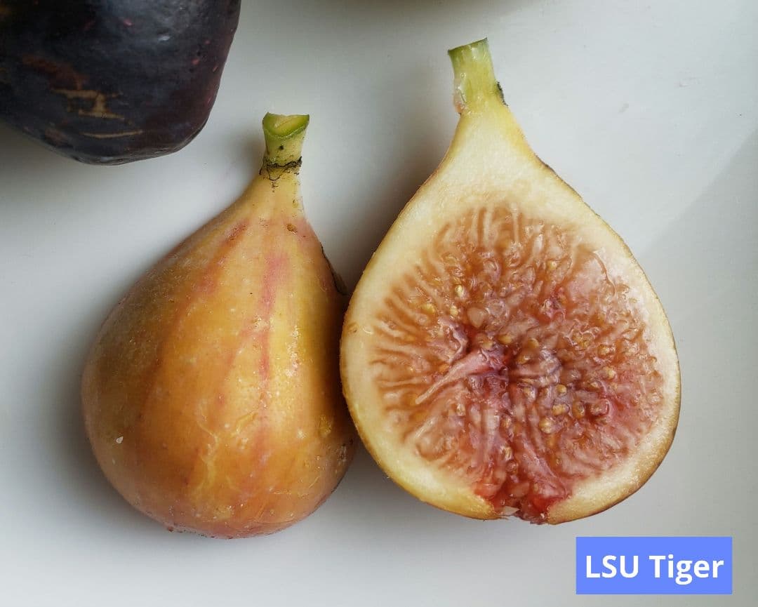 イチジク穂木 - メルカリ