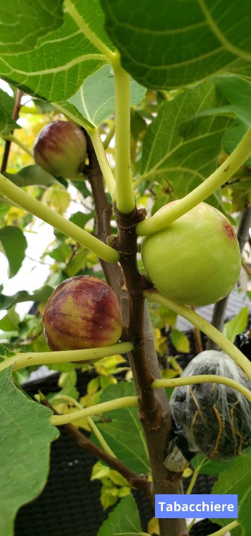 イチジク穂木 - メルカリ