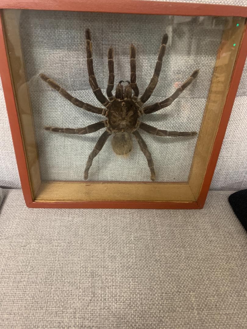 クモ標本 ガラスケース入り約20cm　巨大タランチュラ17cm×17cm