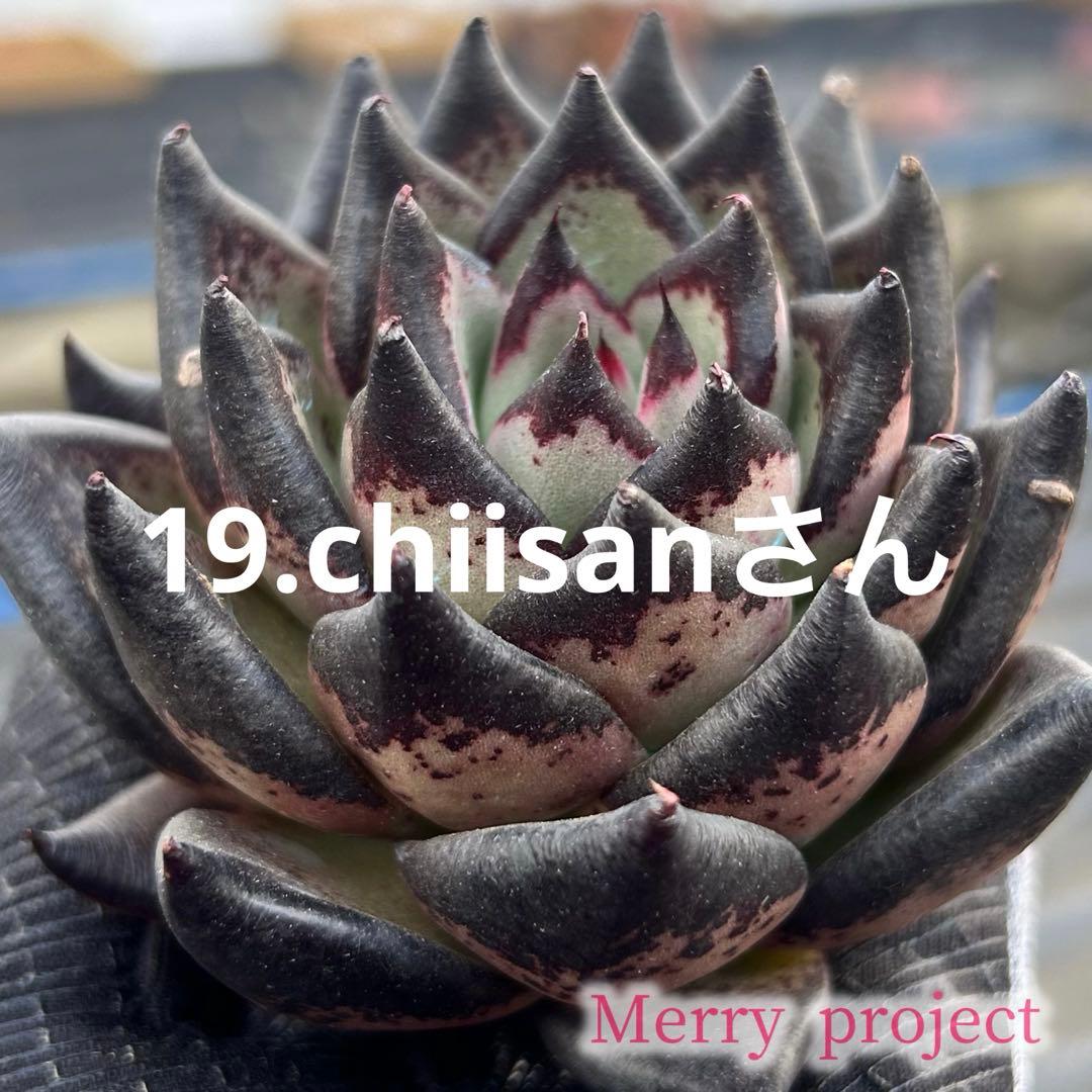 19.chiisaさん SR コード2434 西園チグサ 販売 | [WXDICP-01] にじさんじ DIVA