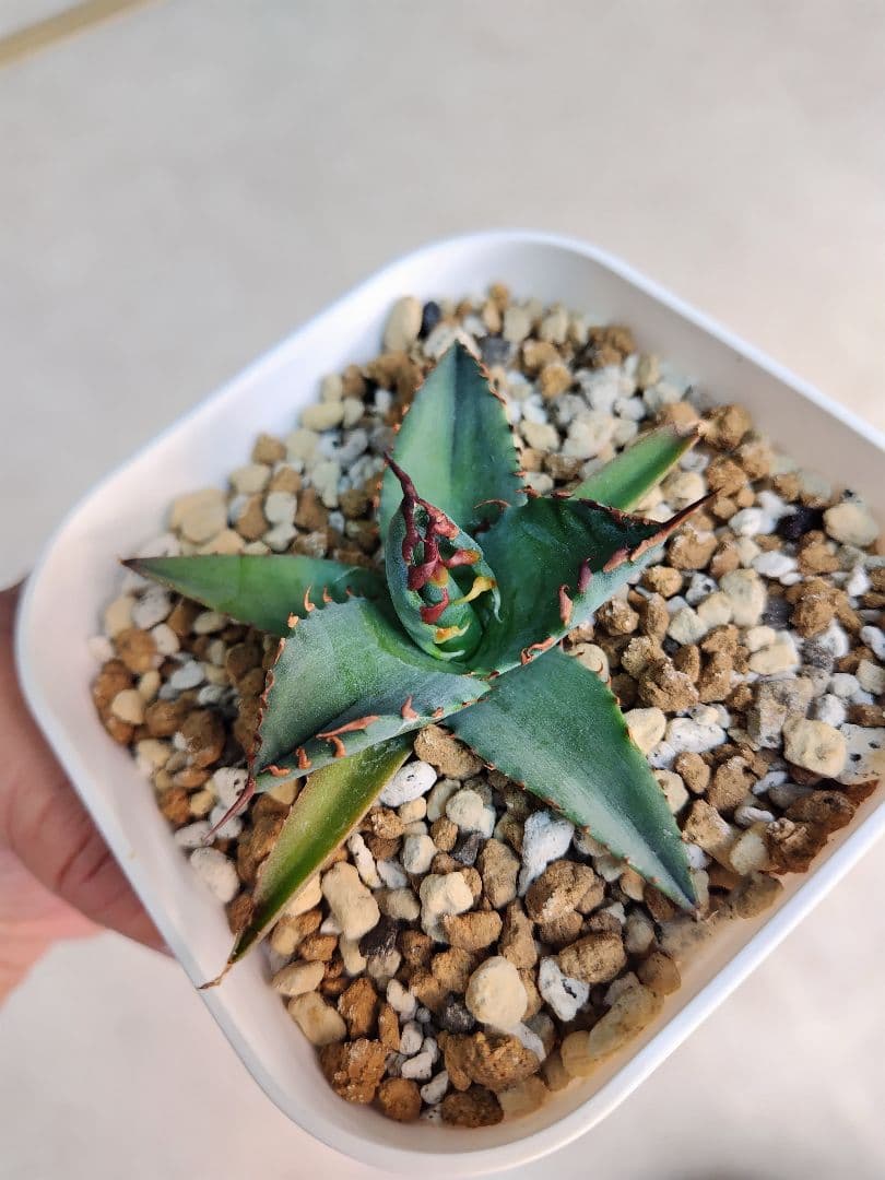 エボリスピナ✕BB　ハイブリッドアガベ