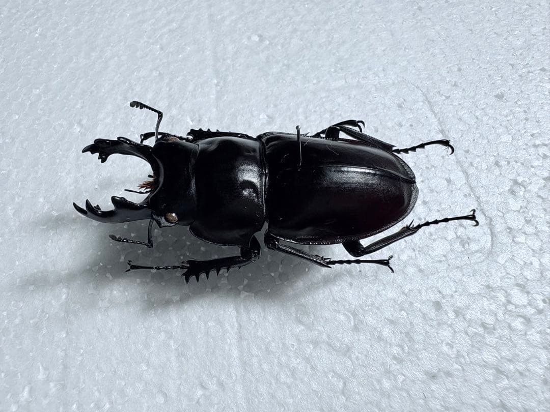 ヤエヤママルバネクワガタ 石垣島 61.2㎜【標本】規制前野外品 - メルカリ