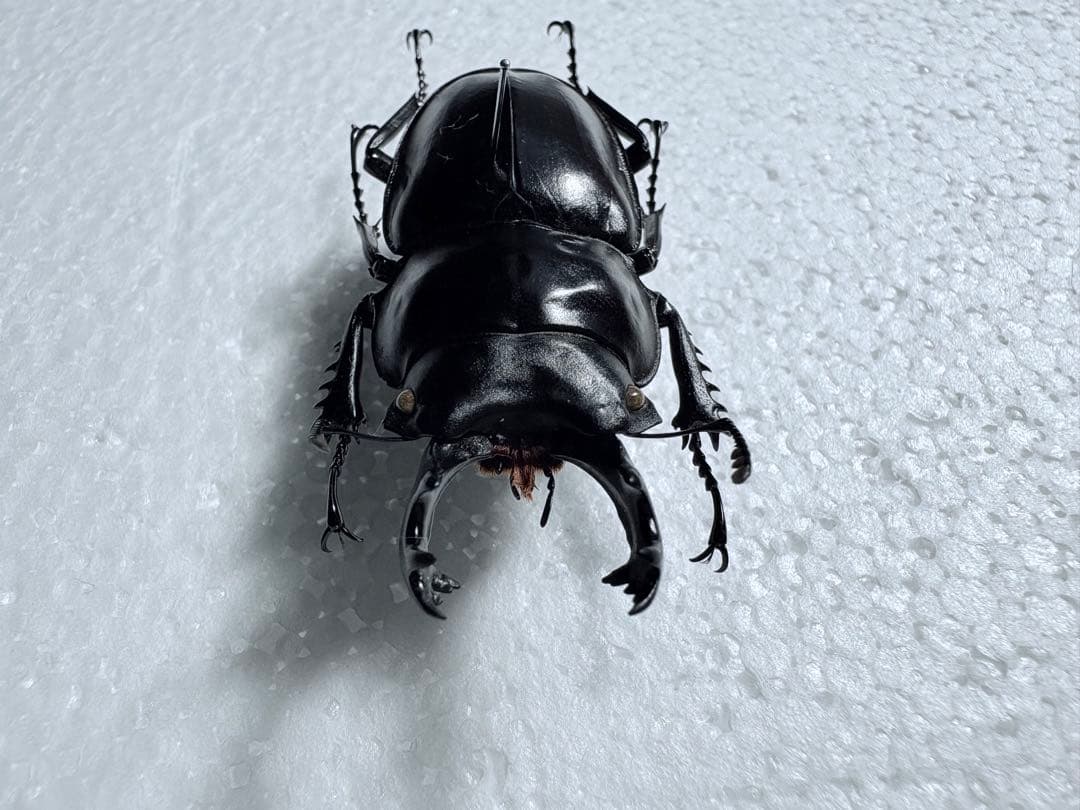 ヤエヤママルバネクワガタ 石垣島 61.2㎜【標本】規制前野外品 - メルカリ