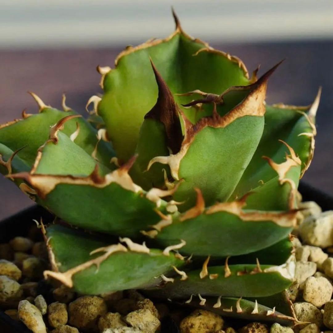 019】アガベ オテロイ 実生／抜き苗発送 - メルカリ