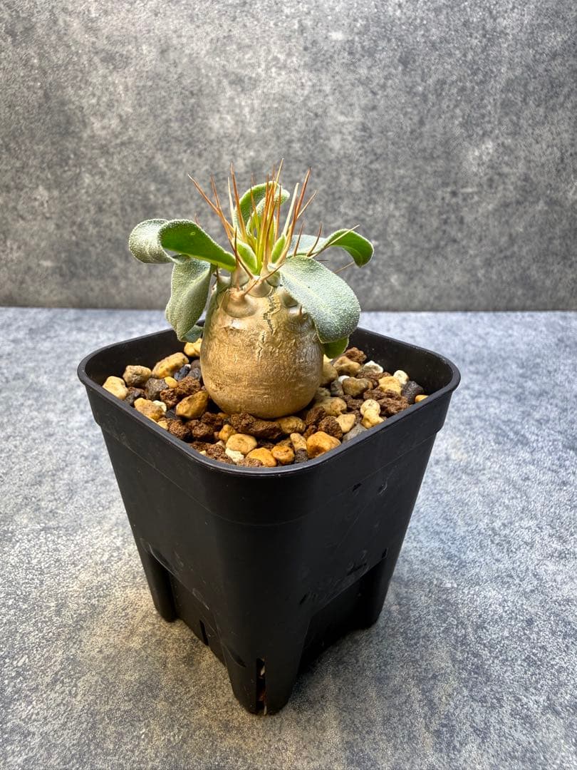 同梱 ナマクアナム　405 ウィンゾリー 49