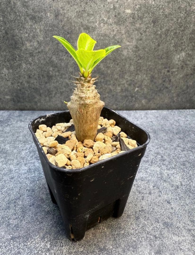 同梱 ナマクアナム　405 ウィンゾリー 49