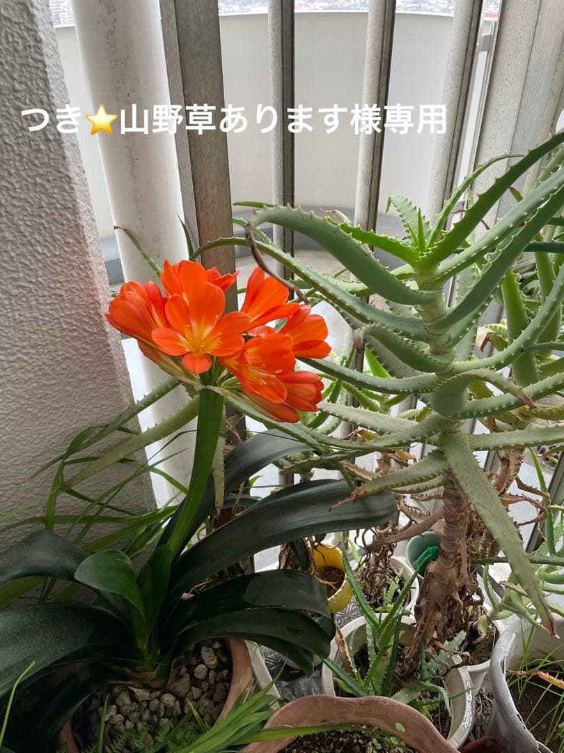 DHC 化粧品　スキンケアコスメ 7点セット まとめ売り