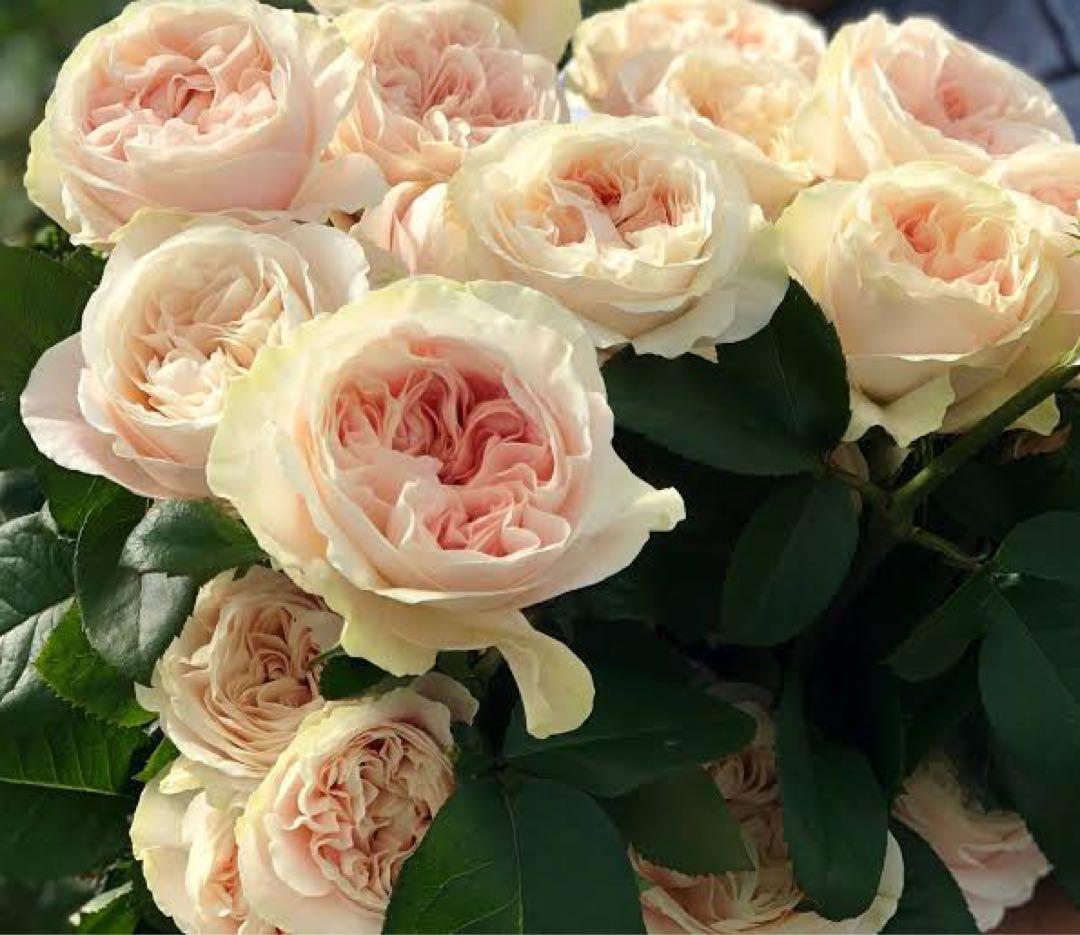 「」 切り花品種バラ苗　レアバラ 　CHIFFO♡ Rose