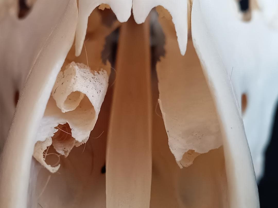 在庫処分特価】種名ニホンジカ♂ 32Kg 頭骨・第一頸椎 骨格標本