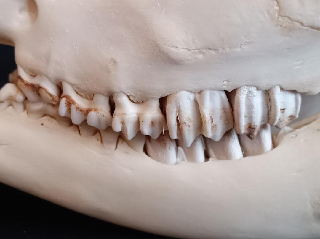 在庫処分特価】種名ニホンジカ♂ 32Kg 頭骨・第一頸椎 骨格標本