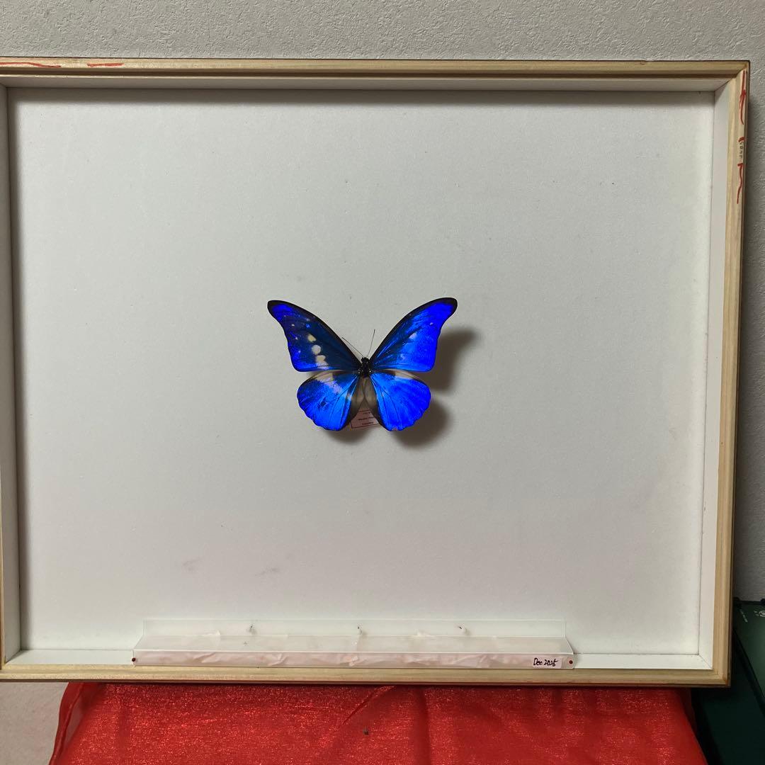 大型ドイツ箱（中古51㎝×42㎝×6㎝）に入ったヘレナモルフォ