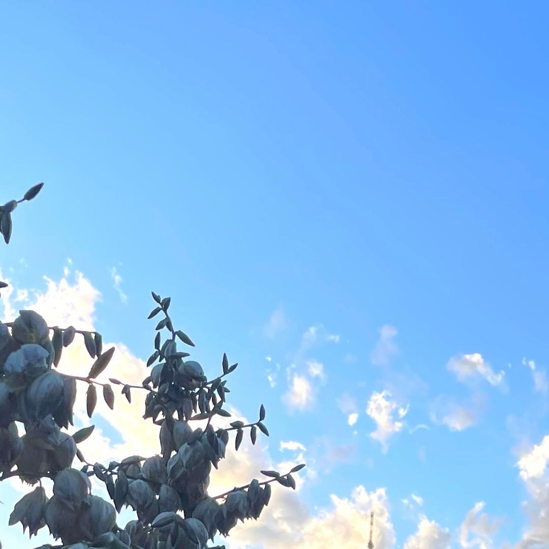 専用アカウント