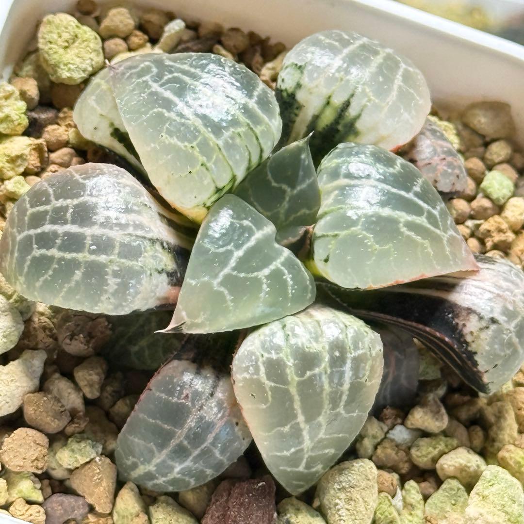 パリー ラッキーストライプ 吉祥天 斑入り 錦 アガベ ドライガーデン