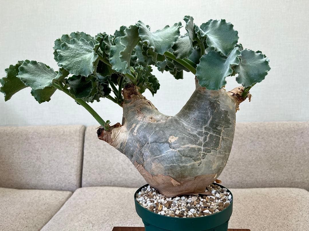 キフォステンマ マクロプス 大株 現地球