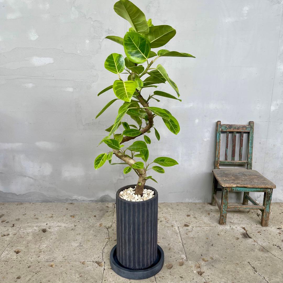 品評会大賞】 最高級樹形 フィカス アルテシマ 螺旋仕立て 陶器鉢