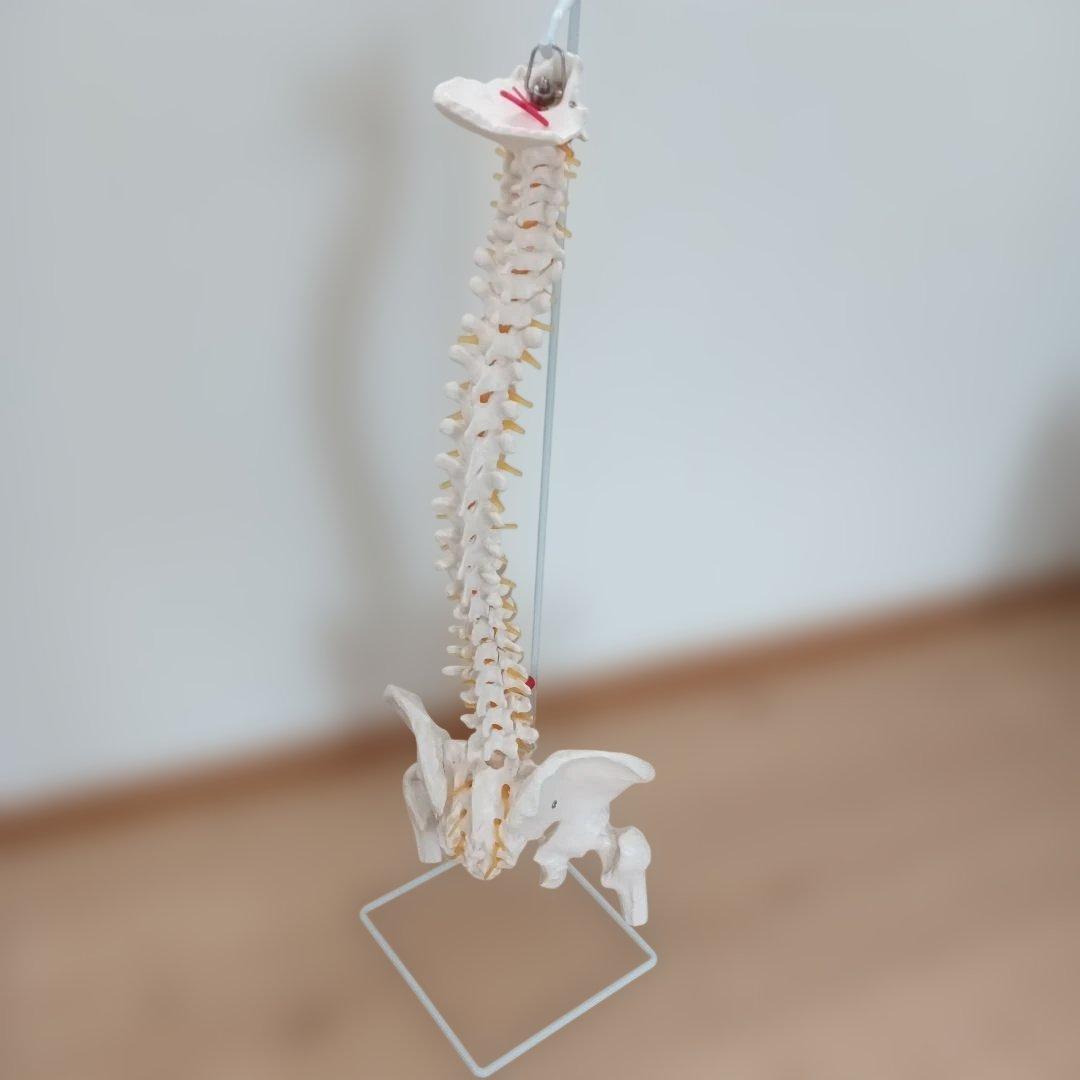 脊椎模型 可動式 約85cm