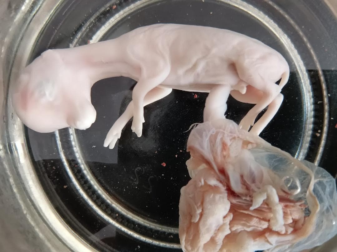 学術標本　種名ニホンジカ　胎児（♂）　エタノール浸漬標本　頭胴長約６５ｍｍ