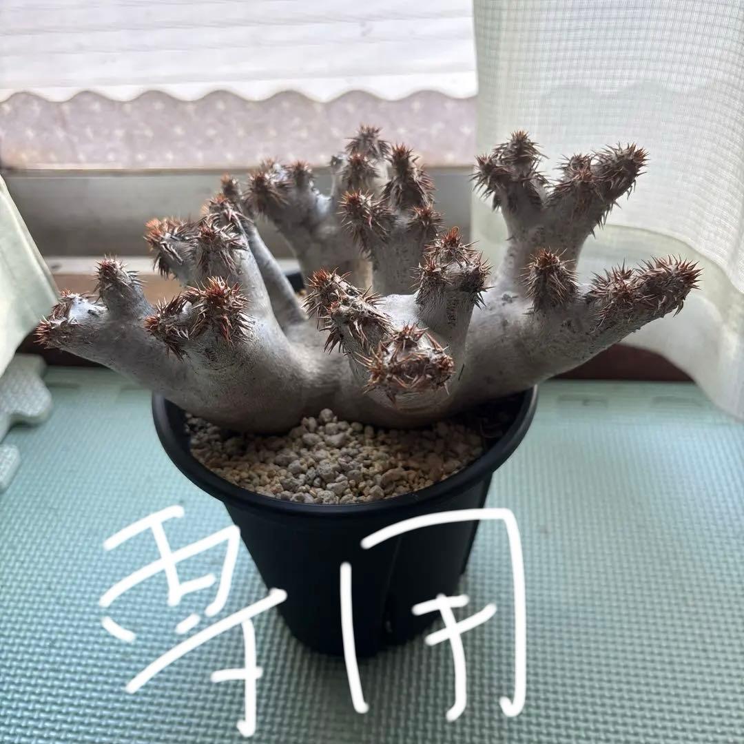 塊根植物 ブレビカリックス パキポディウム パキポディウム ブレビカリックス 塊根植物 コーデックス BR20601 | PLARE