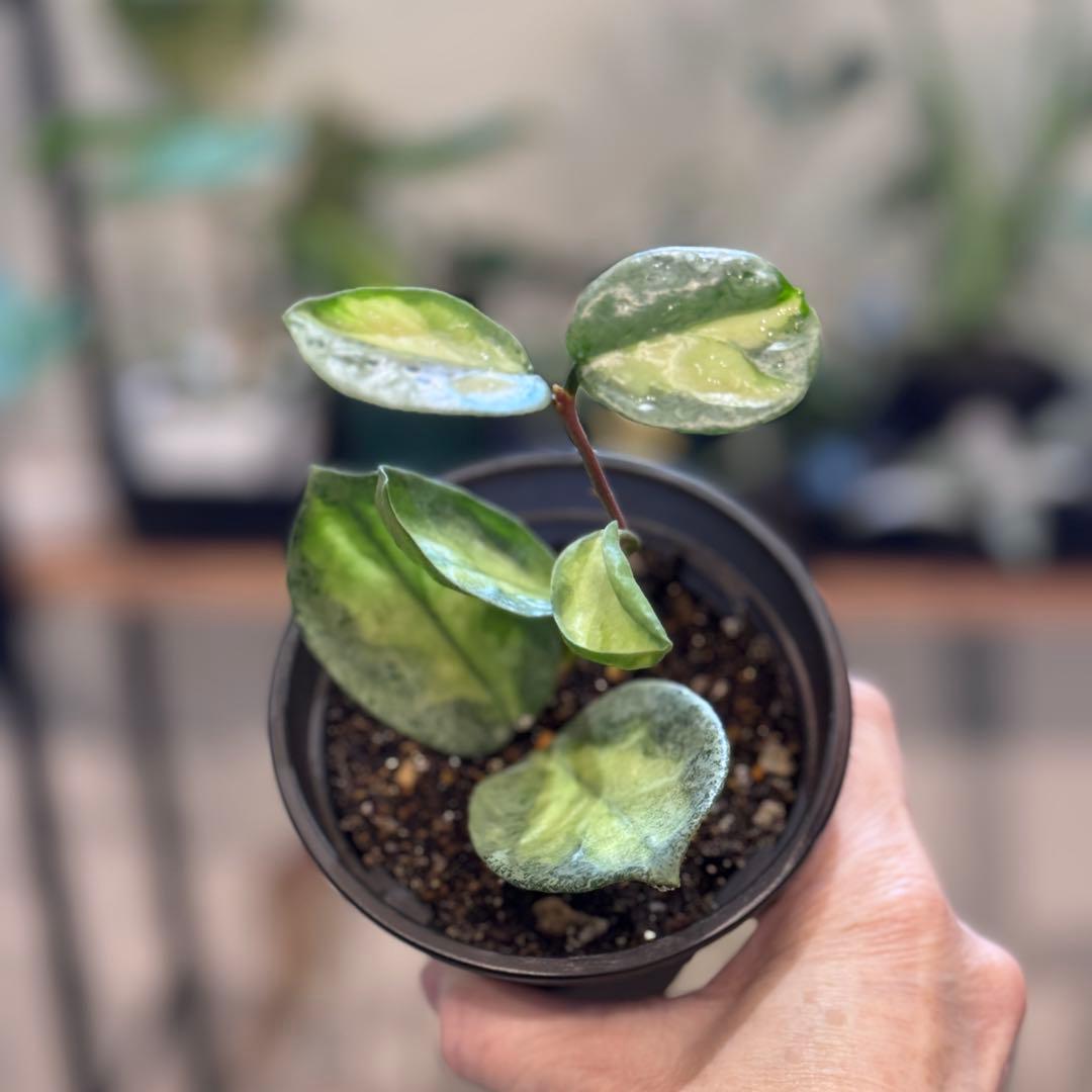 k*9様 13 ホヤ　カルノーサ　アルゲンティアプリンセス　斑入りホヤ