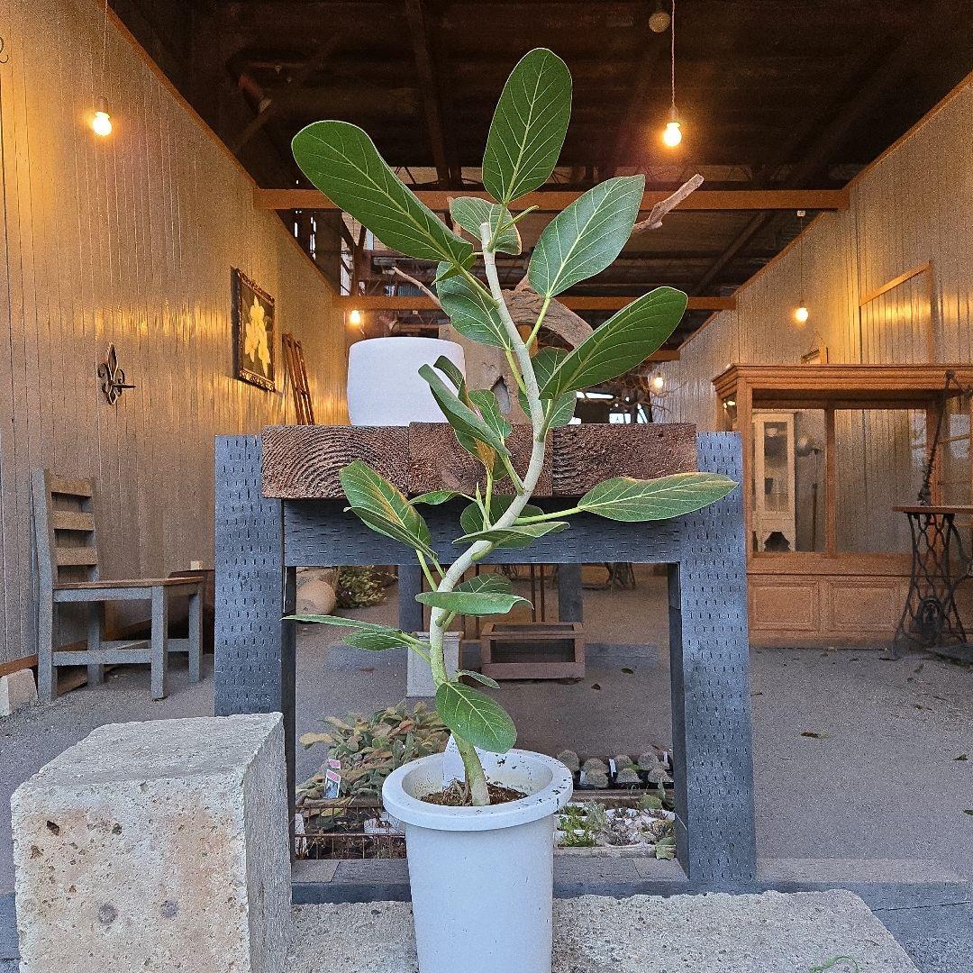 ⑭　フィカス　ベンガレンシオードリー曲がり仕立て　7号　最高等級極上品‼️