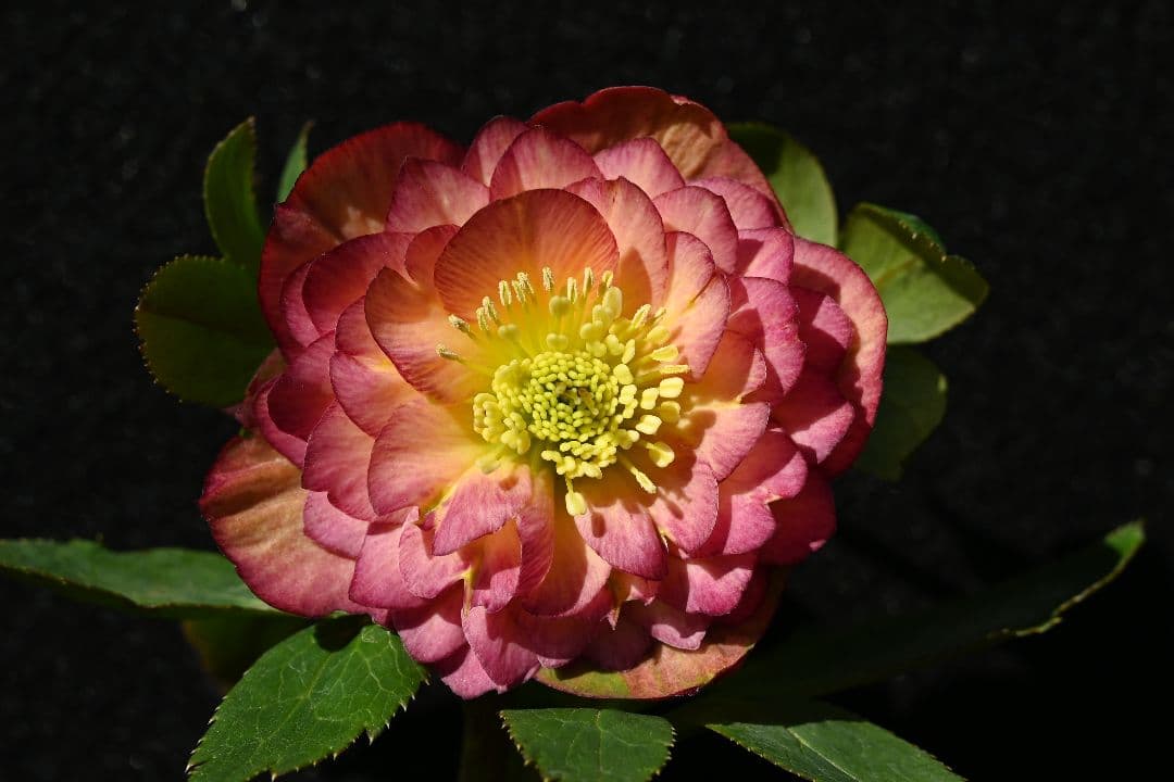 クリスマスローズ　認定アフロディーテ多弁　加藤農園