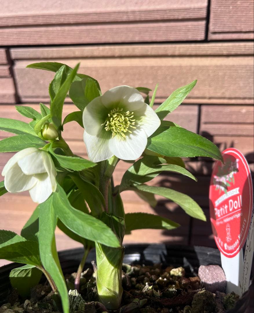 【週末セール】横山園芸 クリスマスローズ ベビードール