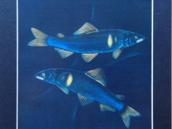 加山又造、水、希少画集画、新品額装、状態良好